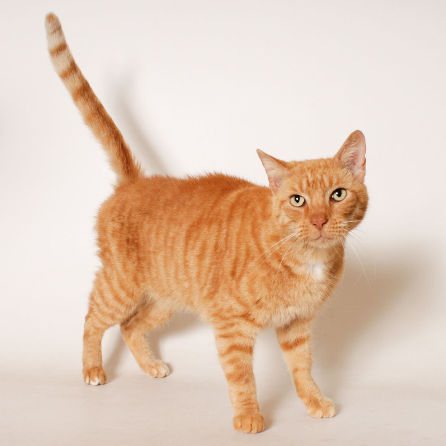 Martin County Pet of the Week - Week of Feb. 15, 2019